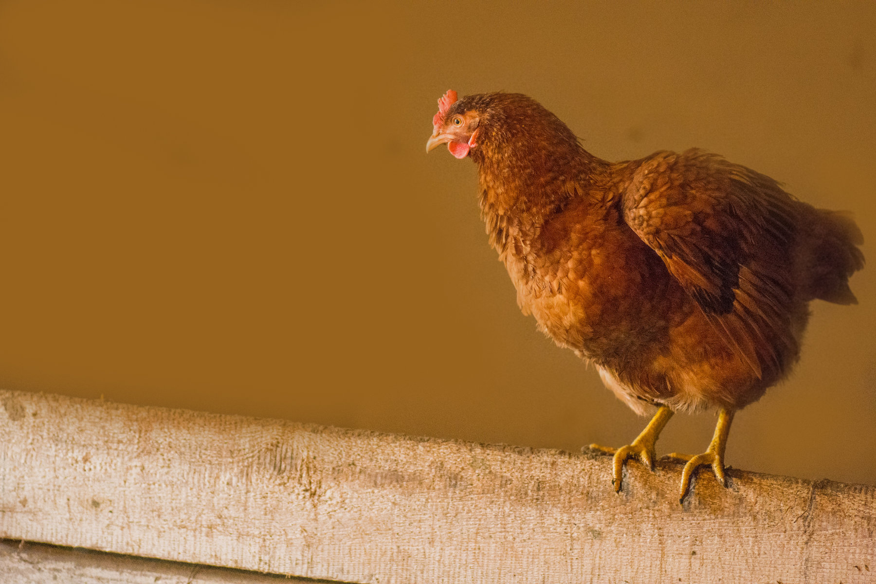 Rotgefiedertes Huhn sitzt auf Bretterzaun