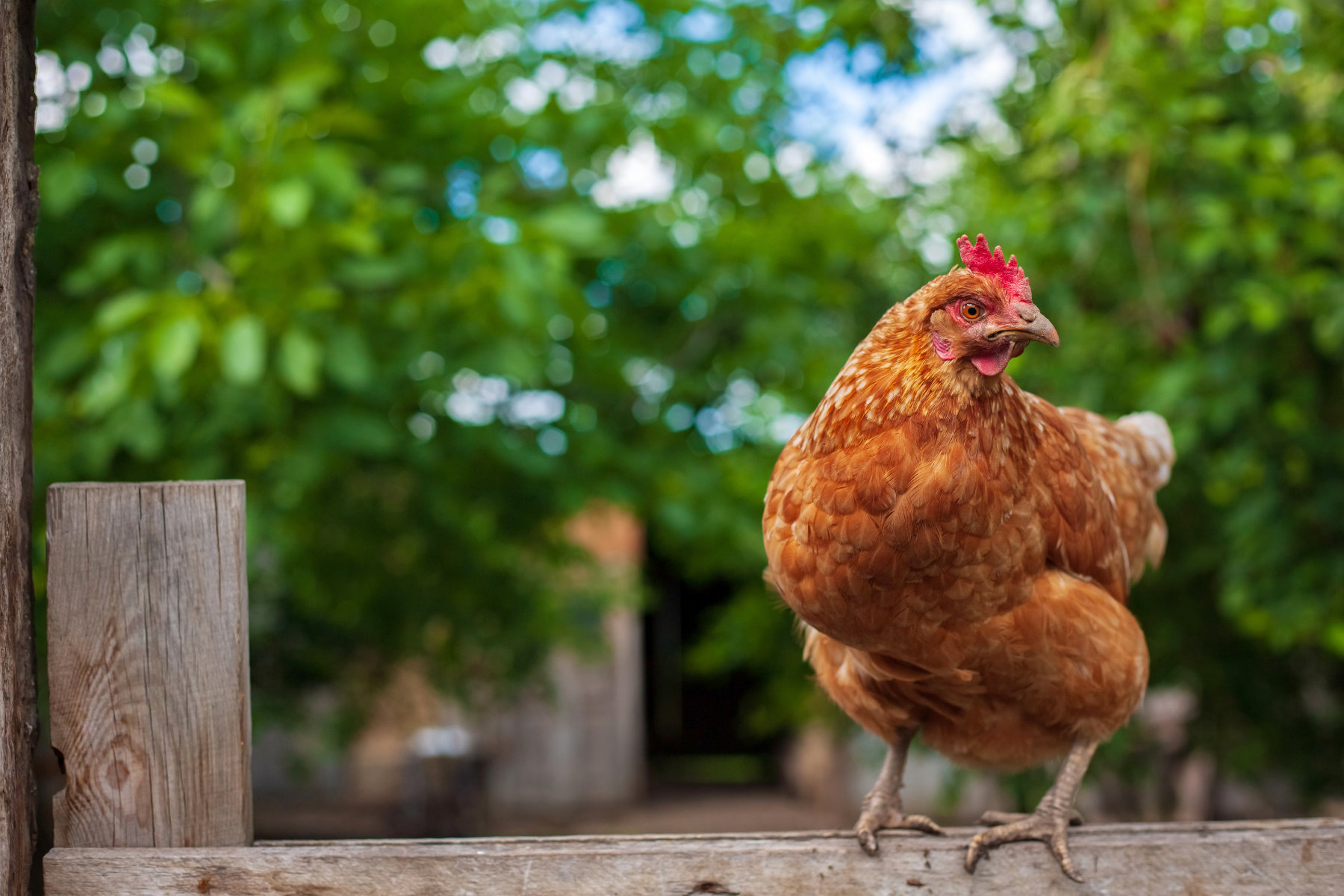 Rotgefiedertes Huhn sitzt auf Holzzaun