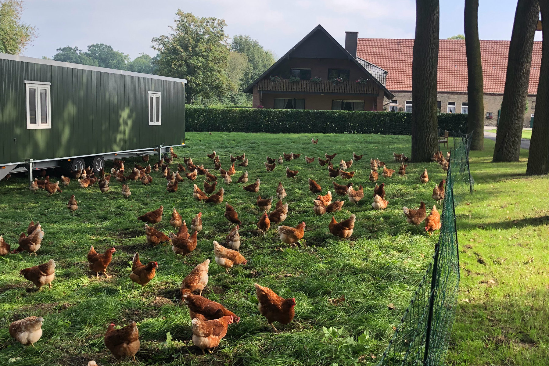 Hofansicht mit Hühnern auf Wiese im Vordergrund und Wohnhaus im Hintergrund